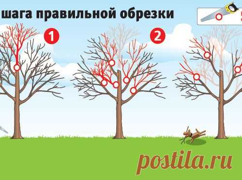 Вторая молодость вашего сада
