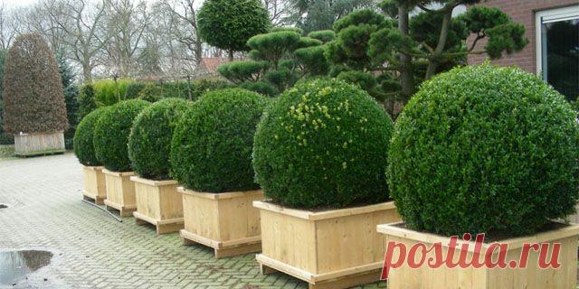 Декоративные кустарники для дачи и сада