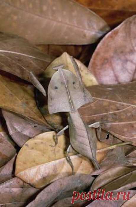 Dead leaf mantis (Deroplatys truncata) but really, he should…