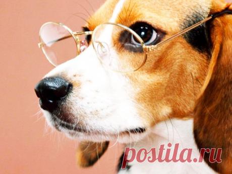 Анекдот про самого умного пса! Не думал, что это будет ТАК ржачно!