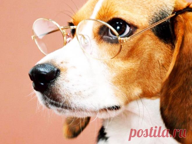 Анекдот про самого умного пса! Не думал, что это будет ТАК ржачно!