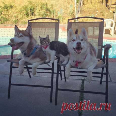 Хаски, которая выходила котенка / Питомцы