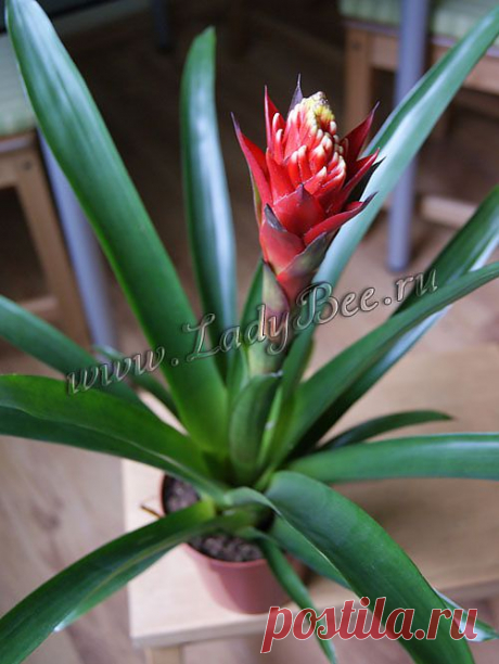 Гусмания (Guzmania) - комнатные растения и цветы для сада: выращивание, местоположение, температура, полив, пересаживание, размножение, болезни и вредители