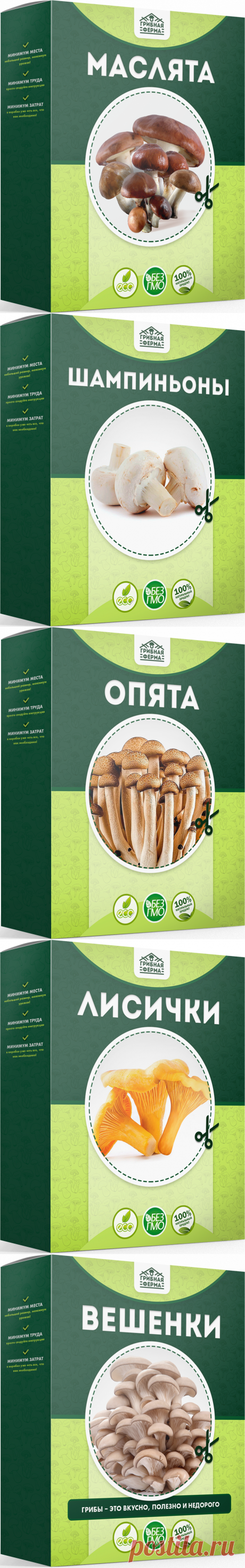 Грибная ферма - грибы в домашних условиях