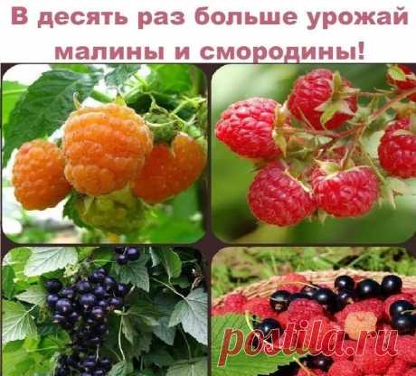 Как получать супер-урожаи смородины и малины 
Нет ничего лучше - как получать каждый сезон достойные урожаи! Приятно собирать полную корзину сочной малины, полезной смородины! Но, у всех ли получается добиваться высоких урожаев? Ведь чего там скрывать, многие дачники довольствуются очень скромными сборами ягод. Разобраться в причине неудач, самостоятельно им тяжело - не хватает знаний. 
Постигать науку выращивания - лень! Вот так, из года в год участки засаженные полезными...
