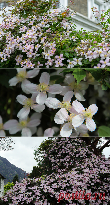 Клематис горный выгодно улучшает ландшафт дачного участка