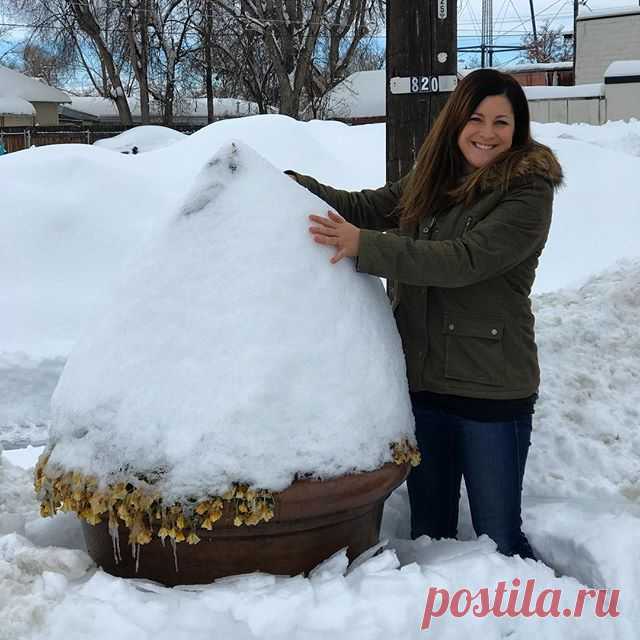 Our downtown pots look like giant snowcones!!! 🍧 There's a cone boxwood under all that snow! 🌲❄️