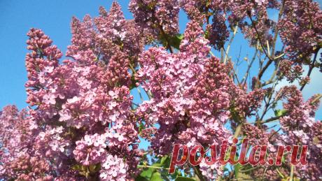 Доброе утро Христос Воскреси! 
 Результаты коллег Фирдина 
Мне 47 лет, постклимактерический период. Почти год мучали &quot;приливы&quot;, в последнее время уже каждые пол часа. Многие женщины меня поймут, как это мучительно.. Плюс к этому были сильные головные боли, слабость. постоянная усталость, депрессия и т.п. С 18 апреля начала пить капельки Виоргоны № 1, 21, 13 и носить серотониновое колье. Уже со 2-го дня у меня прекратились головные боли .  Сайт компании