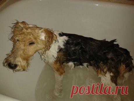 СОБАКА - ДРУГ ЧЕЛОВЕКА!❤
Ольга Блайда