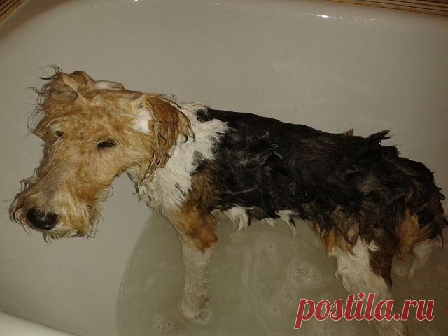 СОБАКА - ДРУГ ЧЕЛОВЕКА!❤
Ольга Блайда