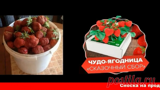 Чудо-ягодница «Сказочный сбор»
