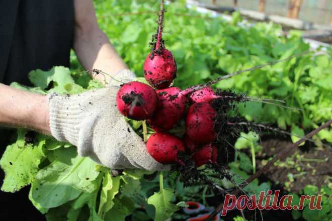 4 сверхурожайных сорта Редиса, которые ошеломили меня своей продуктивностью | ГАРДЕН (советы для сада) | Яндекс Дзен