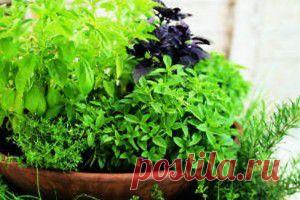 Как и когда сажать | Я знаю, Kaip.lt