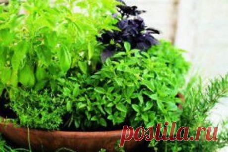 Как и когда сажать | Я знаю, Kaip.lt