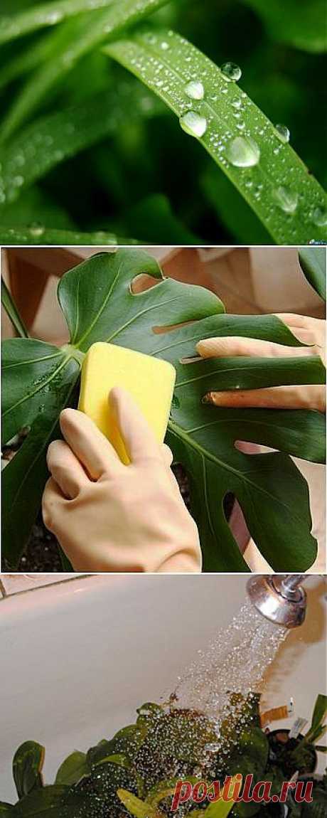 Как правильно мыть комнатные растения?.