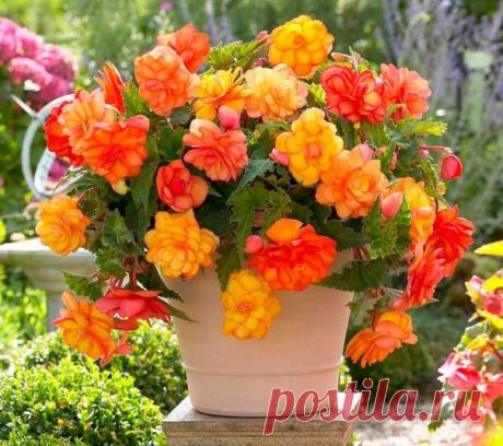 Бегония - секреты ухода
Местоположение и освещение

Бегония – растение теплолюбивое, совершенно не зимостойкое и не любит отрицательных температур. Например, при температуре воздуха 25⁰С у нее усиливается рост вегетативных частей. Наземная часть растения гибнет даже при небольших заморозках. Также бегонию считают растением короткого дня: это означает, что при коротком дне закладка цветков ускоряется (при повышении температуры воздуха ночью), а при длинном – затормаживается...