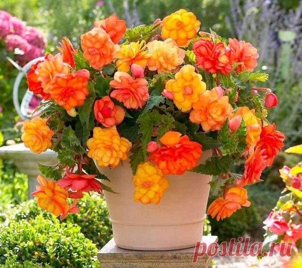 Бегония - секреты ухода
Местоположение и освещение

Бегония – растение теплолюбивое, совершенно не зимостойкое и не любит отрицательных температур. Например, при температуре воздуха 25⁰С у нее усиливается рост вегетативных частей. Наземная часть растения гибнет даже при небольших заморозках. Также бегонию считают растением короткого дня: это означает, что при коротком дне закладка цветков ускоряется (при повышении температуры воздуха ночью), а при длинном – затормаживается...