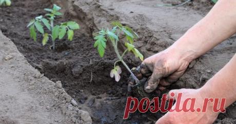На каком расстоянии сажать помидоры в теплице и открытом грунте (схемы) Часто даже при правильном уходе помидоры заболевают гнилями и не дают завязей. А все потому, что во время посадки между кустами не соблюдается нужная дистанция. Представляем понятные схемы высадки томатов, чтобы вы получили хороший урожай.