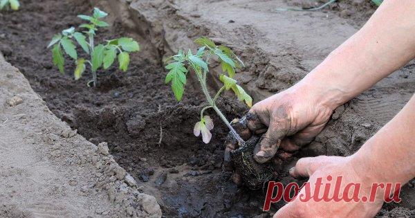 На каком расстоянии сажать помидоры в теплице и открытом грунте (схемы) Часто даже при правильном уходе помидоры заболевают гнилями и не дают завязей. А все потому, что во время посадки между кустами не соблюдается нужная дистанция. Представляем понятные схемы высадки томатов, чтобы вы получили хороший урожай.