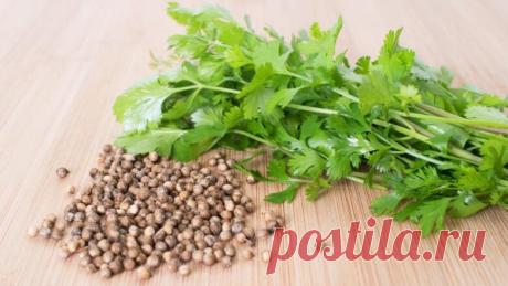 Названо растение, быстро «выгоняющее» холестерин и токсины из организма | Болтай