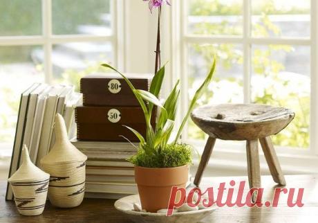 Неприхотливые растения для дома — Наши дома
