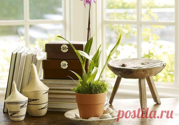 Неприхотливые растения для дома — Наши дома