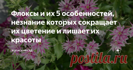 Флоксы и их 5 особенностей, незнание которых сокращает их цветение и лишает их красоты Статья автора «Волжский сад» в Дзене ✍: Приветствую, друзья!