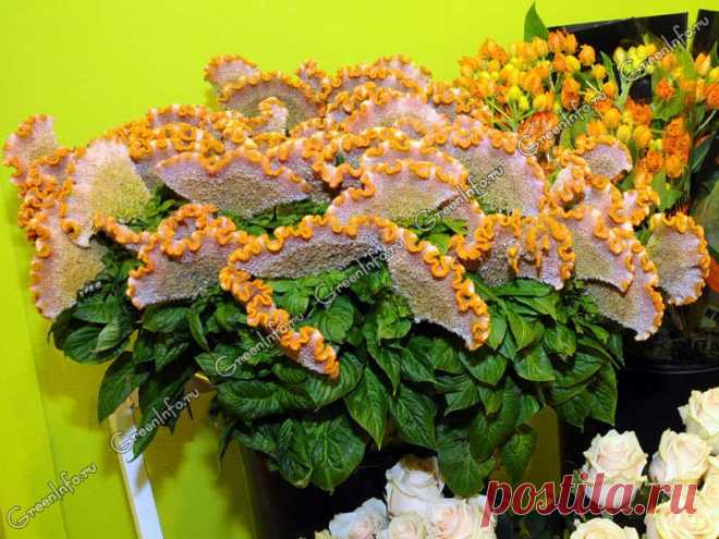 целозия фото цветов: 3 тыс изображений найдено в Яндекс.Картинках