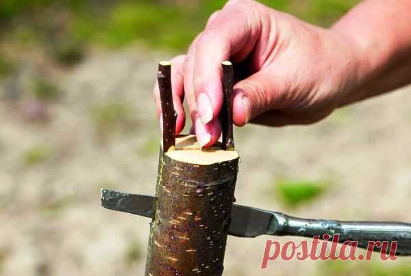 Прививка яблони осенью: технология и советы
