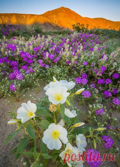 Google+