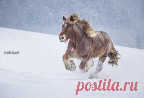 30 идеальных фотографий лошадей – грация, краса и сила
