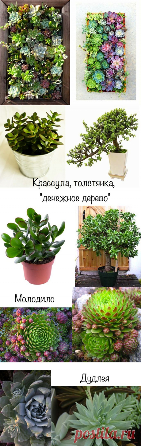 Самые неприхотливые комнатные растения - украшаем дом без лишних хлопот