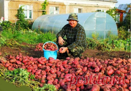 Мой сосед сажает картошку под пленкой и в год собирает два урожая. Делюсь схемой выращивания.