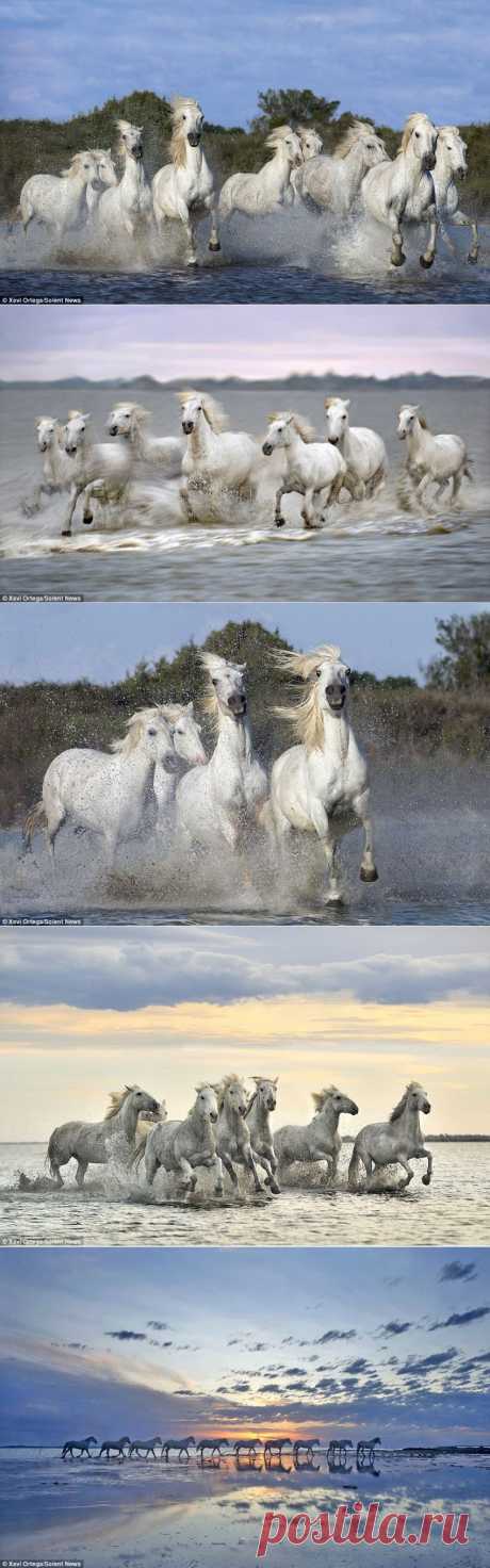 Табун белых лошадей на воле |