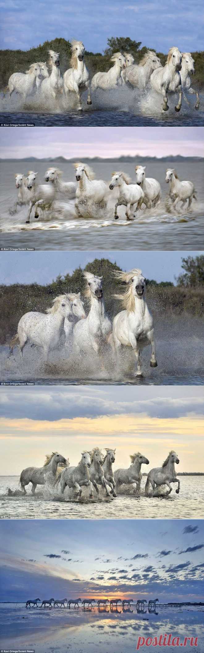 Табун белых лошадей на воле | Уши, лапы, хвост