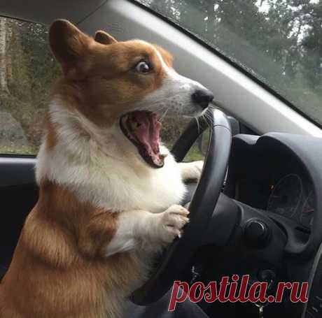 Домашние животные, чьи проделки поднимают настроение покруче любых мемов и шуток