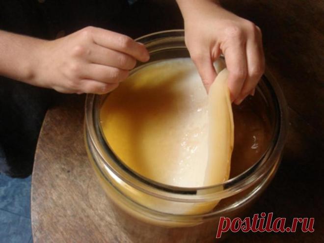 ЧАЙНЫЙ ГРИБ - КАК ВЫРАСТИТЬ С НУЛЯ И ДАЛЬНЕЙШИЙ УХОД Не обязательно его покупать или искать у знакомых. Гриб можно вырастить самим с нуля.  Нужно: термос и плоды шиповника ( можно сушеные купить, продается в любой аптеке, стоит недорого ).  Термос - любой, можно и без стеклянной колбы, из пищевого металла, современный.  Термос тщательно