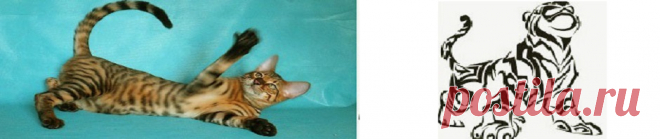 Меню котёнка | GOLDENSPARK питомник тойгер в Саратове