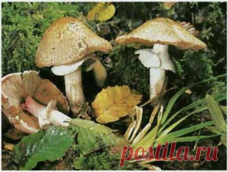 Шампиньон лесной (Agaricus silvaticus)