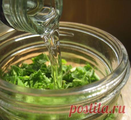 Настойка листьев хрена лечит гепатит и цирроз печени Из листьев хрена можно приготовить настойку, эффективную при болезнях печени, в том числе вирусном гепатите и циррозе