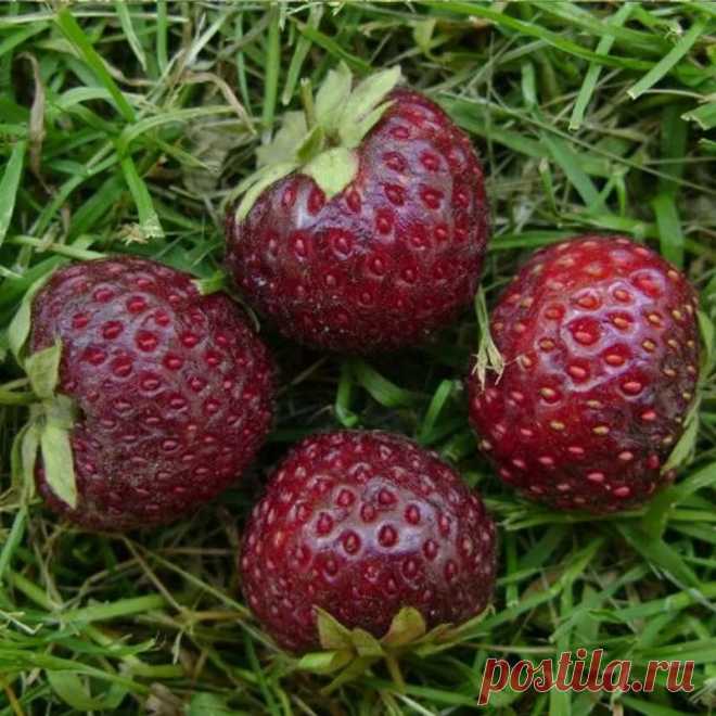семена клубники с вишнёвым вкусом купить: 1 тыс изображений найдено в Яндекс.Картинках
