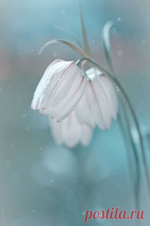 Душа моя, Вам не дневник,
Прочесть её не сможет каждый…
И как помятый черновик —
Ненужное я выброшу однажды!!

Не суйте нос вы в жизнь мою!..
В своей порядок наведите..
Кого всем сердцем обниму,
Кого пошлю, уж… извините!

Копайтесь вы в своём шкафу—
где спрятано так много фальши…
Не лезьте вы в мою судьбу!!
Ступайте, кто куда подальше!!

Кого Люблю… Кого Прощу…
Кому-то дверь свою открою…
Кого-то в жизнь свою впущу…
А от других… на ключ закрою.