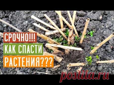 СРОЧНО!!! Аномально теплая осень, РАСТЕНИЯ ПРОСЫПАЮТСЯ!!! ЧТО ДЕЛАТЬ??? / Садовый гид
