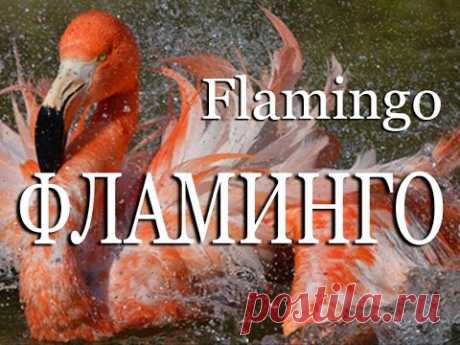Фламинго — Flamingo - YouTube