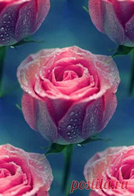 Письмо «сообщение Ageeva_Tania : РОЗЫ - ПОДБОРКА БЕСШОВНЫХ ФОНОВ. (09:10 04-08-2014) [4557103/332834310]» — Ageeva_Tania — Яндекс.Почта