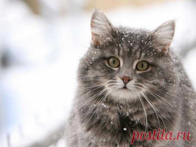 Народные приметы и суеверия о кошках