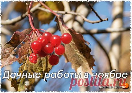 Дачные работы в ноябре. Полезные советы дачникам от опытного садовода 

Совет 1 
Часто с деревьев не опадают листья. Это плохо, потому что первый же снег поломает ветви, а потому постоянно придется снег с деревьев стряхивать, тем более что он обычно выпадает мокрый, а следовательно, тяжелый. Поломанные ветки надо сразу срезать, а место среза замазать зеленкой. Весной дополнительно зачистите места поломок и замажете обыкновенной масляной краской, поверх которой нарастет нов...