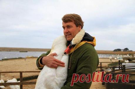 Спасенный лебедь обнял своего спасителя