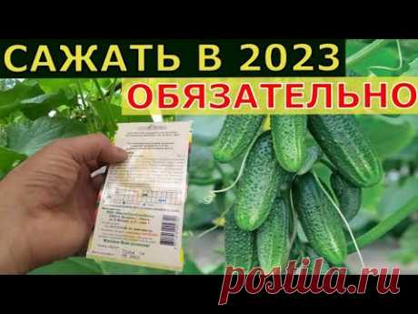ЭТОТ СОРТ ОГУРЦОВ ЗАВАЛИТ УРОЖАЕМ! Лучший сорт огурцов 2023.