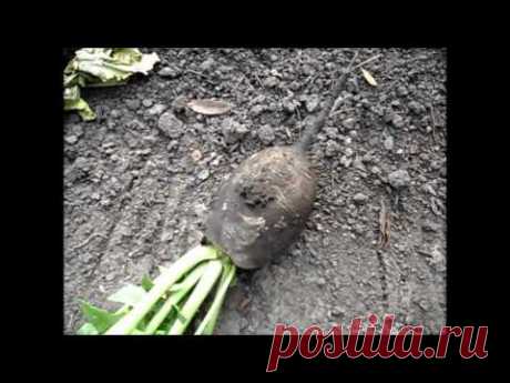 Уборка черной редьки